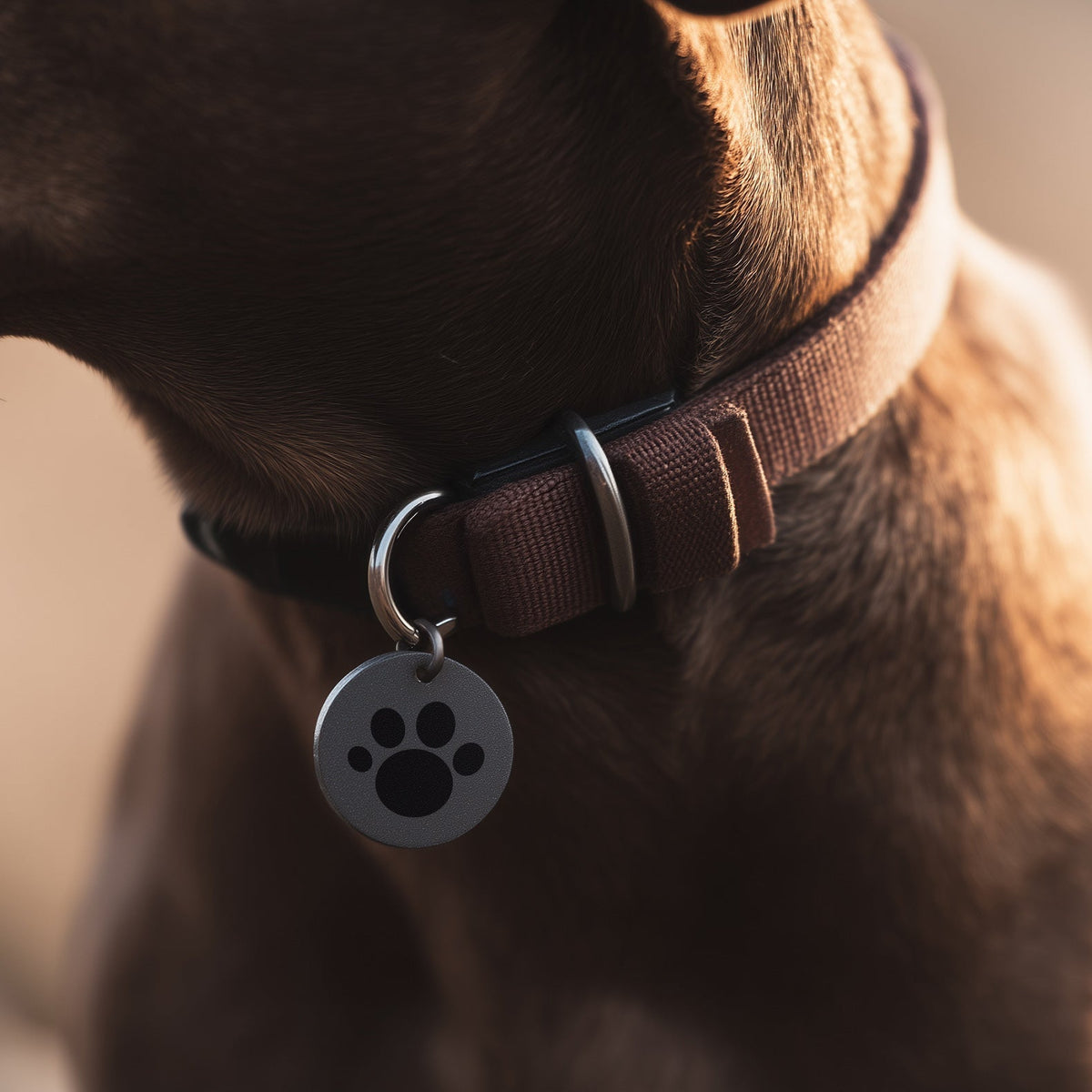Linking my pet tag to my municipal animal license